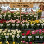 ТОП-5 видів саджанців рослин, що найчастіше продаються в Україні