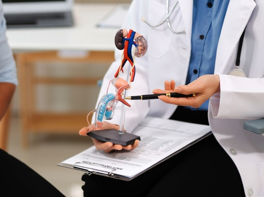 Doctor in a white coat explains a life-size anatomical organ model to a patient, with a clipboard nearby.
