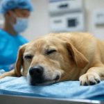 Golden retriever lying and sleeping on a blue drape in a veterinary clinic, vet in blue scrubs and mask in the background