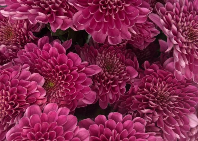 Close-up of vibrant pink dahlias with densely layered petals filling the frame