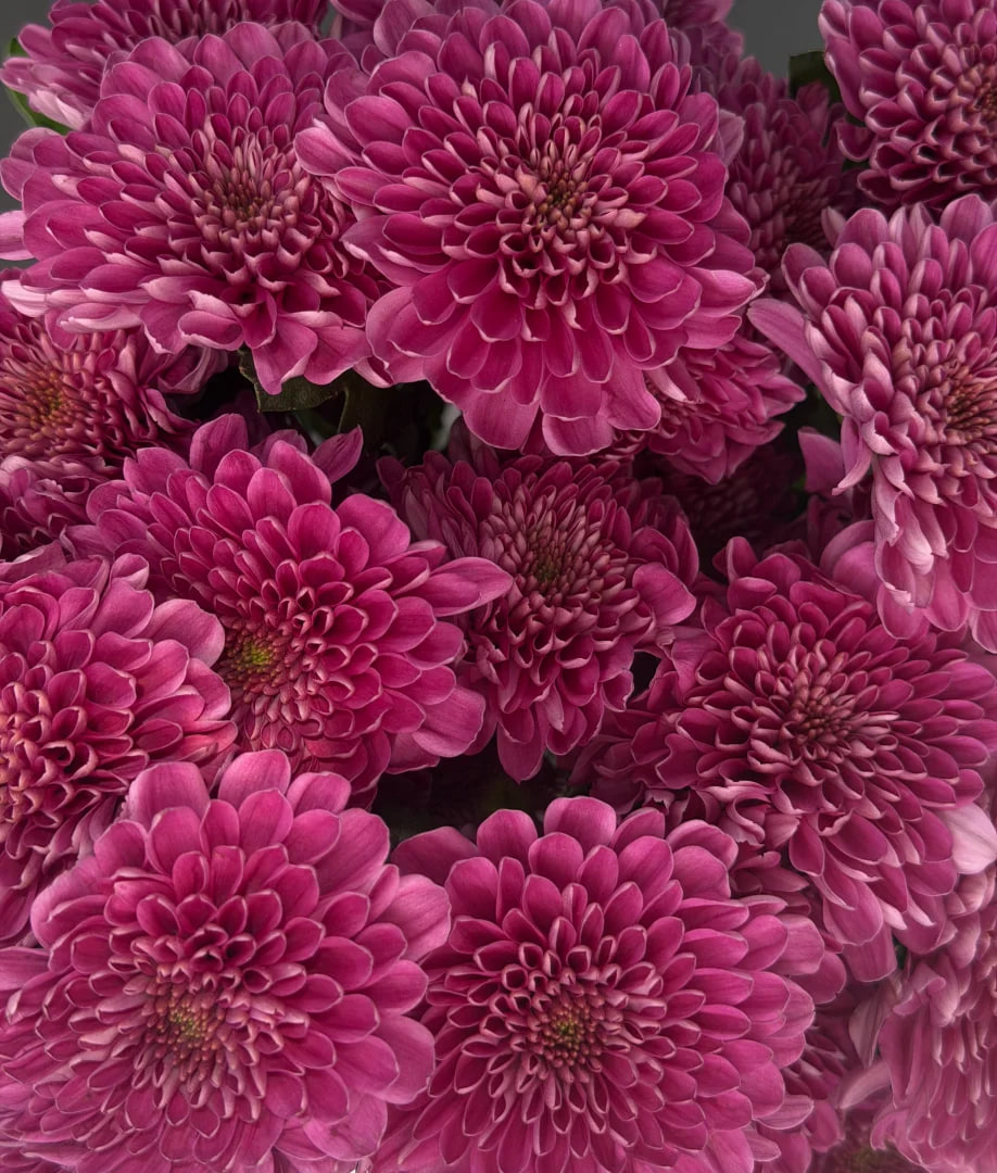 Close-up of vibrant pink dahlias with densely layered petals filling the frame