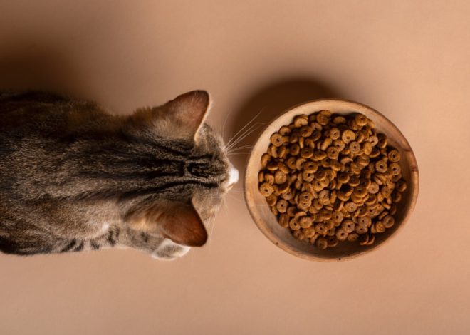 Top-down view of a cat leaning toward a bowl of dry cat food on a beige surface.