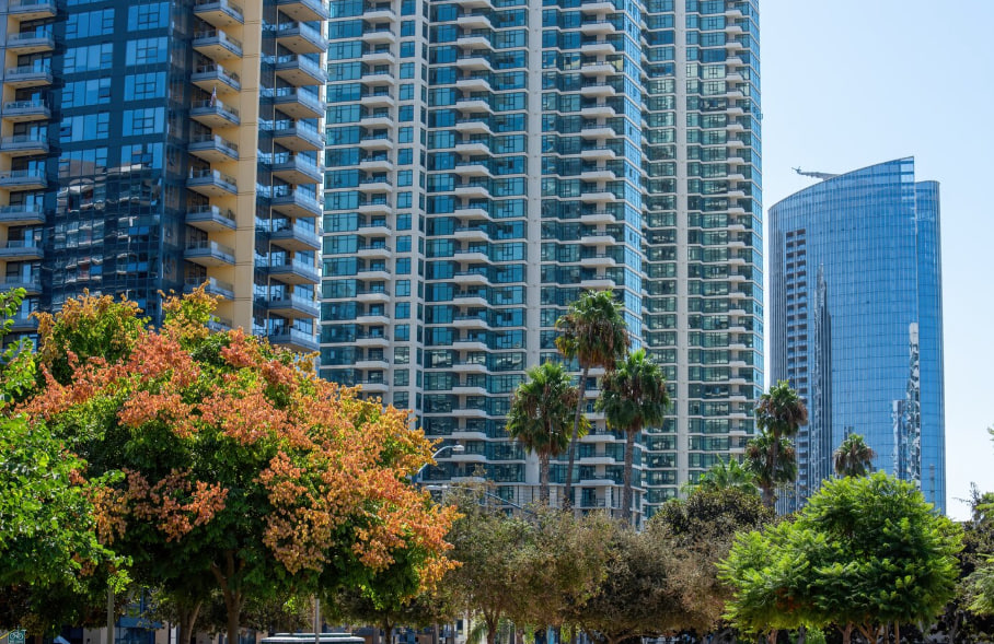 Tall glass high-rise buildings behind a row of palm trees and a colorful flowering tree in a city park area.