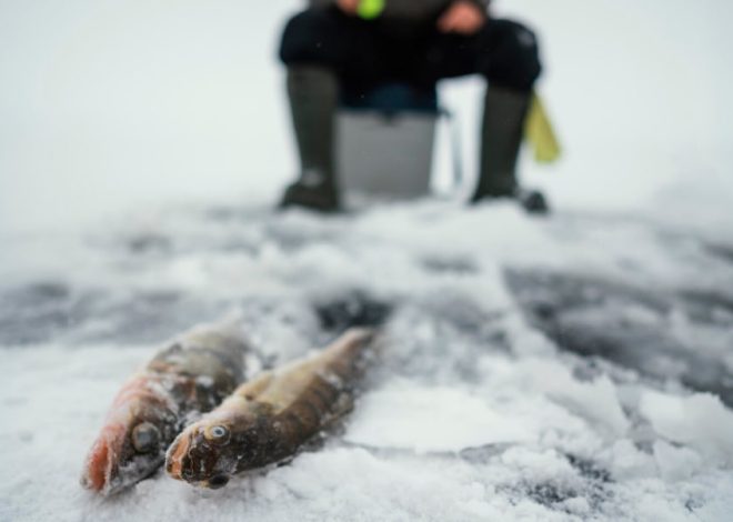Two fish lie on snowy ice with an ice fisherman blurred in the background on a bucket.