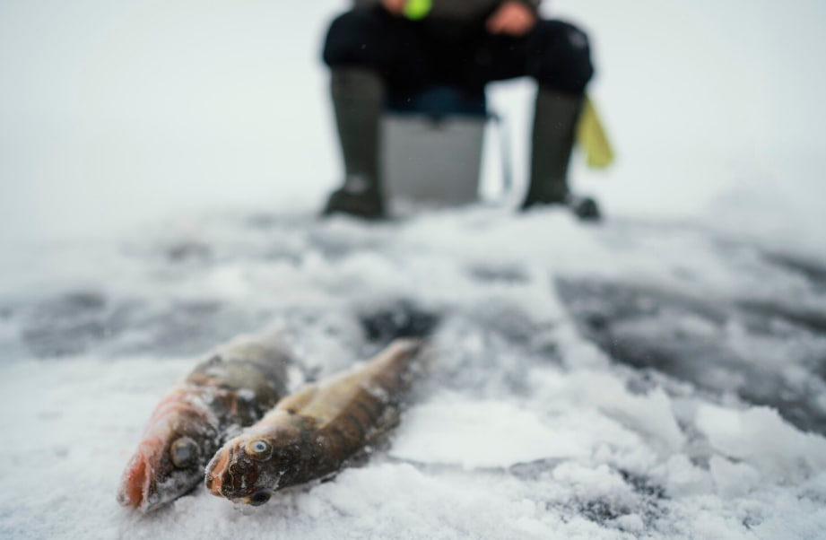 Two fish lie on snowy ice with an ice fisherman blurred in the background on a bucket.
