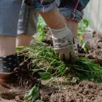 Person gardening: gloved hands pull a clump of greens from dark soil, wearing jeans, socks, and brown boots.