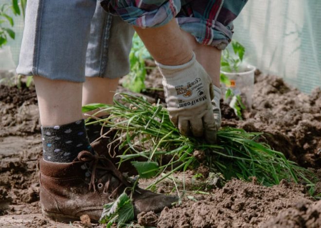 Person gardening: gloved hands pull a clump of greens from dark soil, wearing jeans, socks, and brown boots.