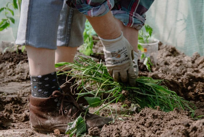 Person gardening: gloved hands pull a clump of greens from dark soil, wearing jeans, socks, and brown boots.