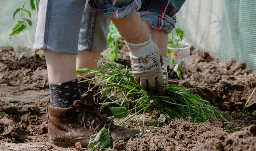Person gardening: gloved hands pull a clump of greens from dark soil, wearing jeans, socks, and brown boots.